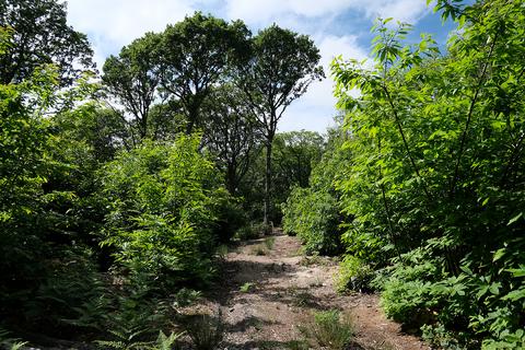 Furnace Lane, Rye TN31 Woodland for sale